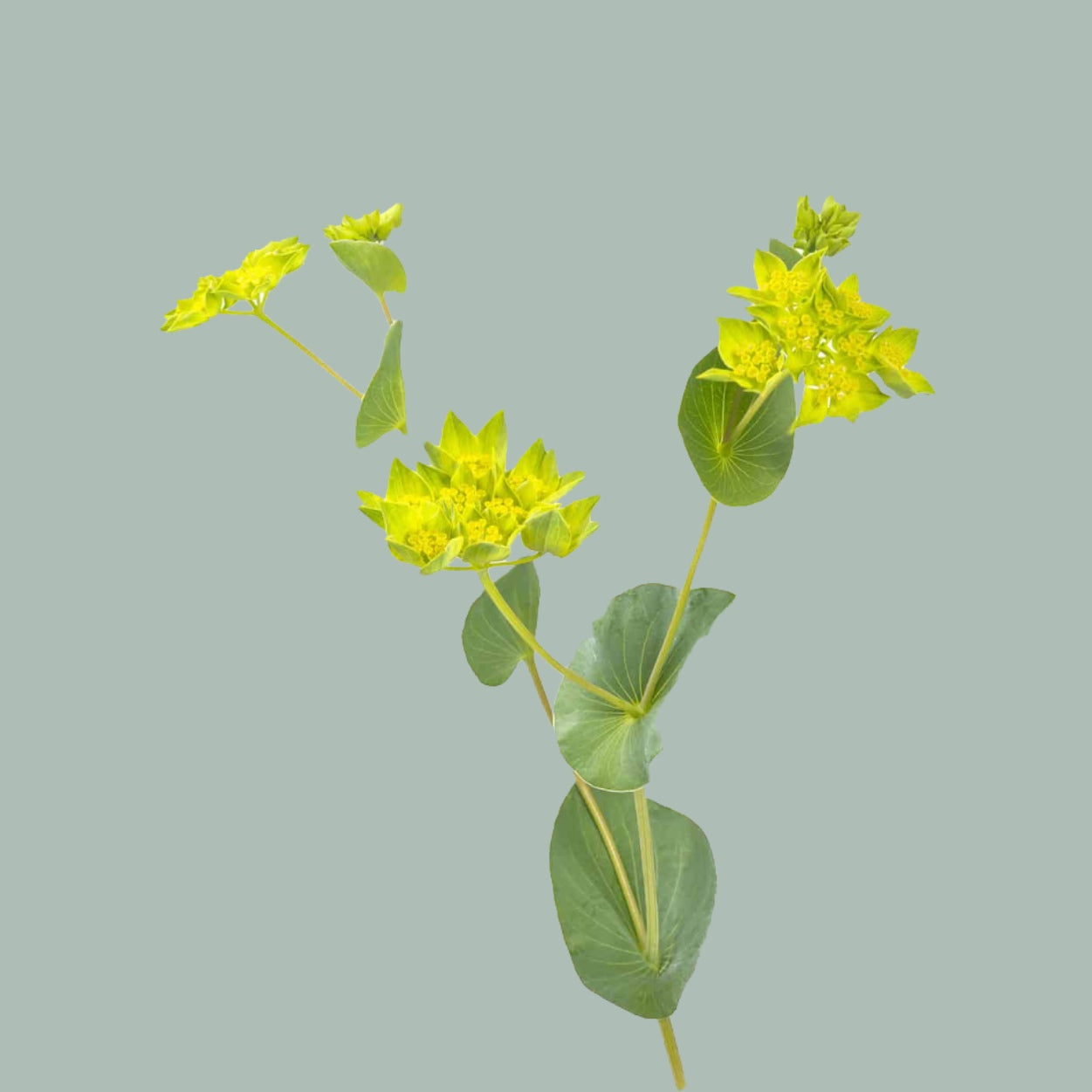 Bupleurum Griffithii (50 Stems)