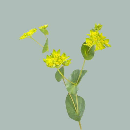 Bupleurum Griffithii (50 Stems)