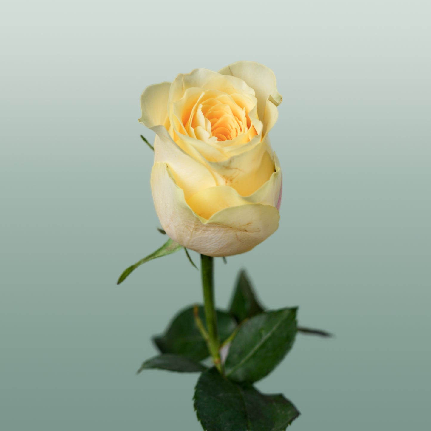 Rose Buttercup (20 Stems)