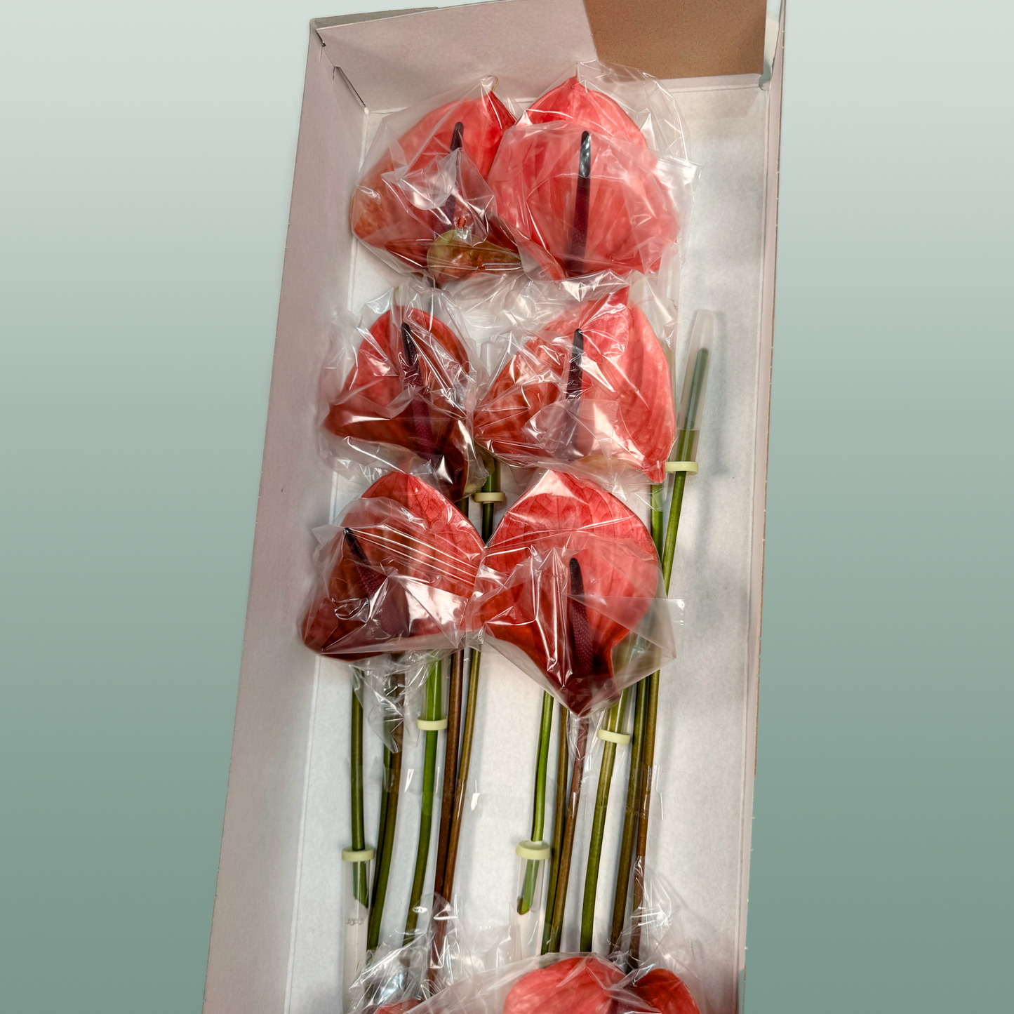 Anthurium Cantello