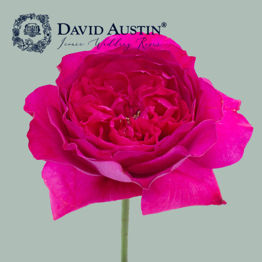 David Austin Capability Rose (24 Stems)
