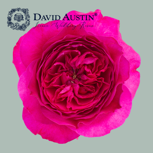 David Austin Capability Rose (24 Stems)