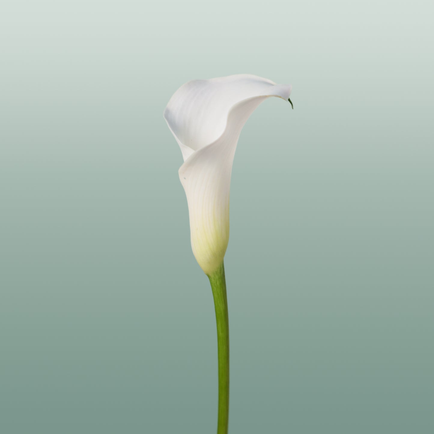 Calla Captain Ventura (10 Stems)