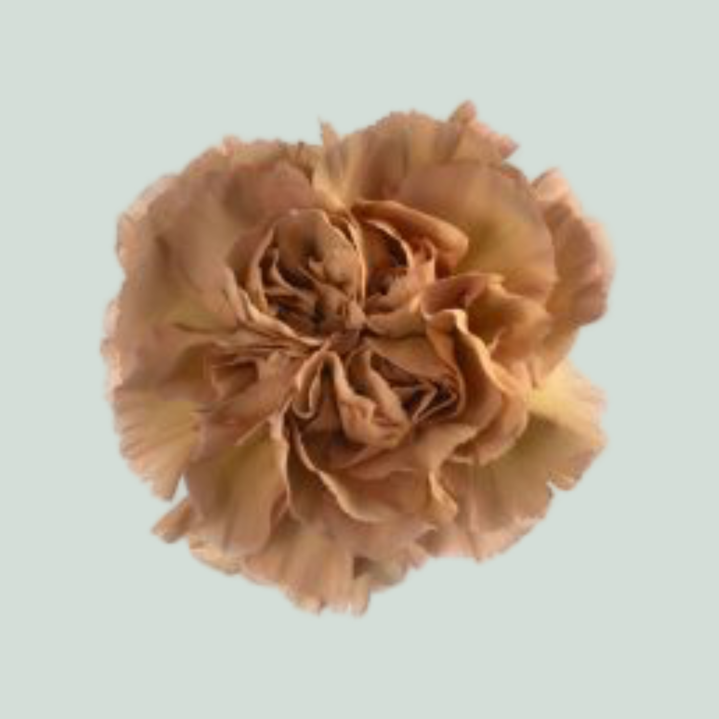 Carnation Standard Caramel (20 Stems)