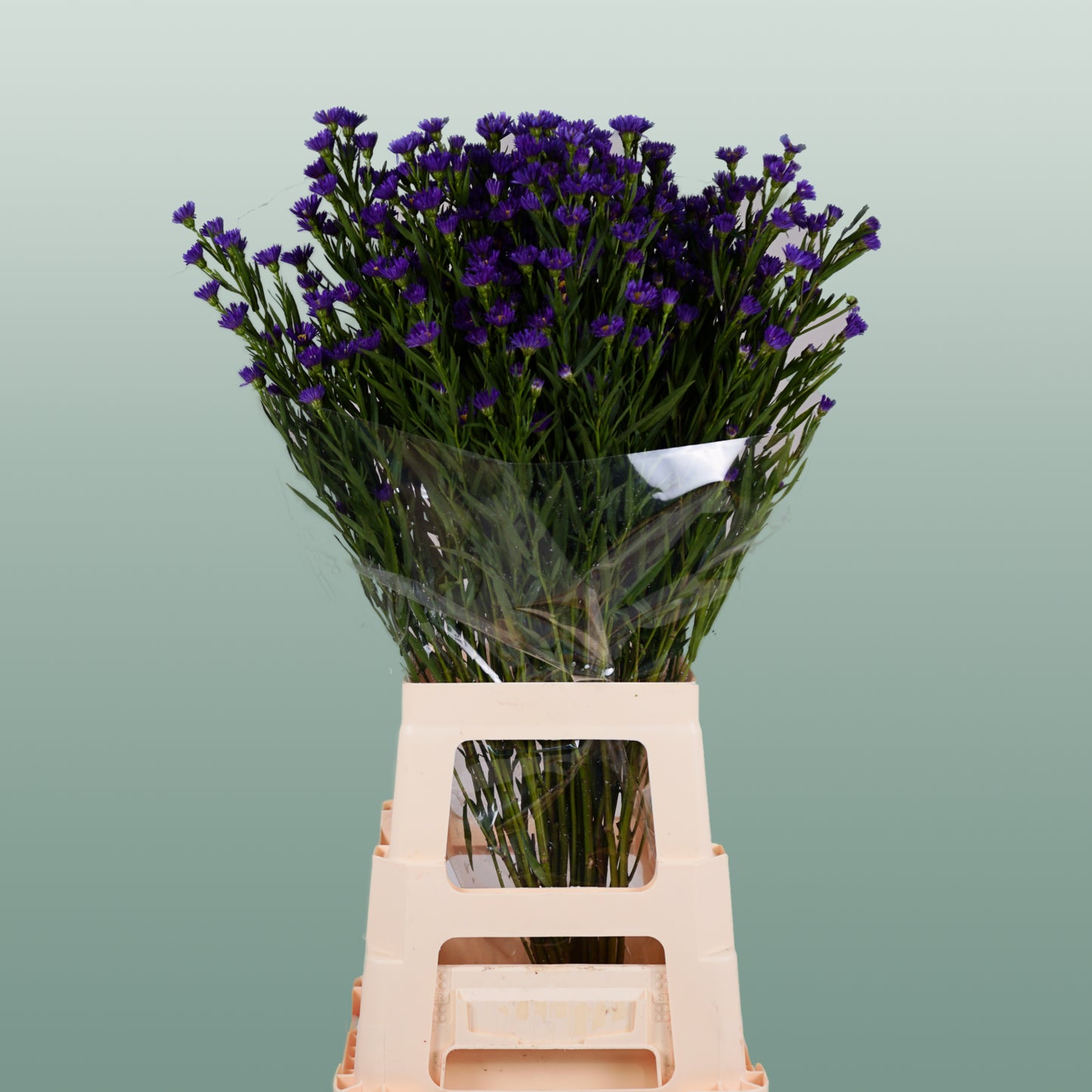 Aster Cassamare (25 Stems)