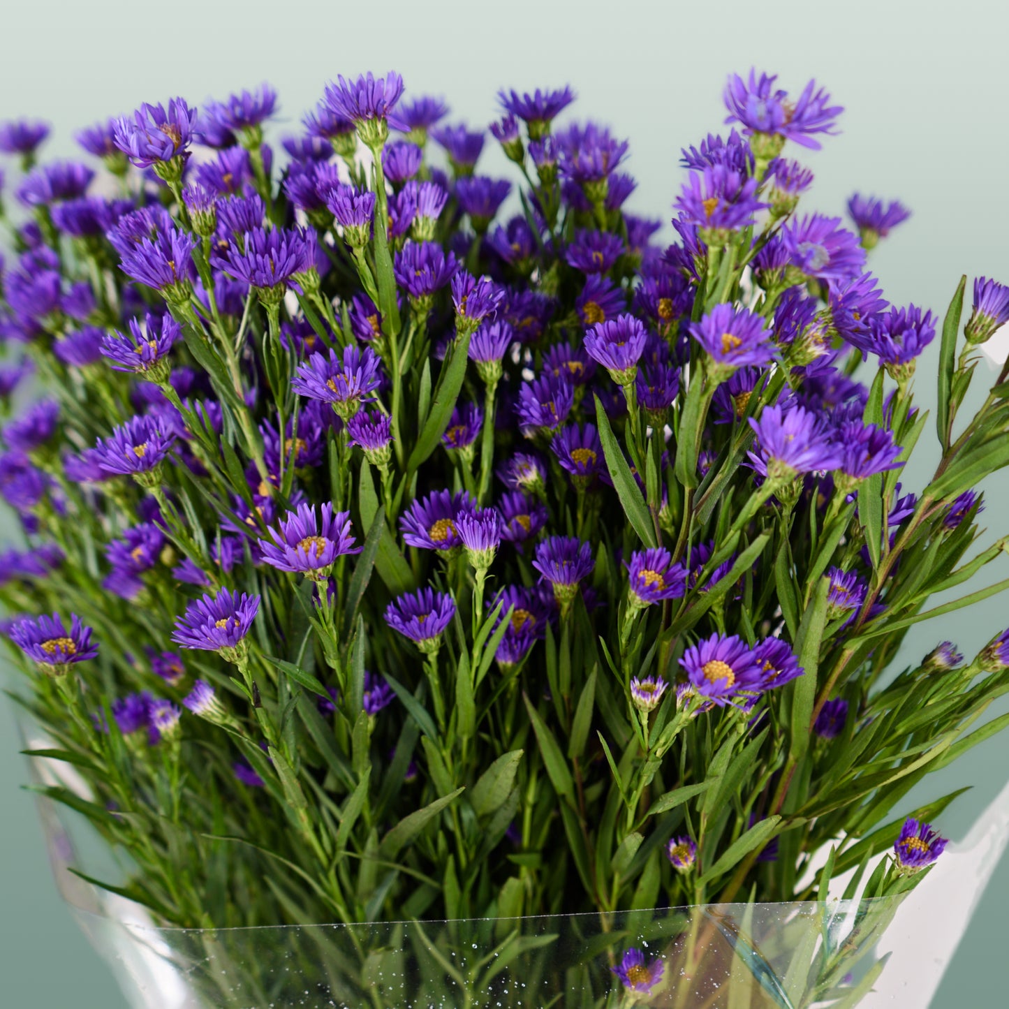 Aster Cassamare (25 Stems)