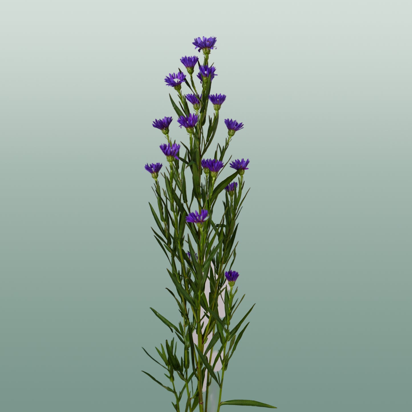 Aster Cassamare (25 Stems)