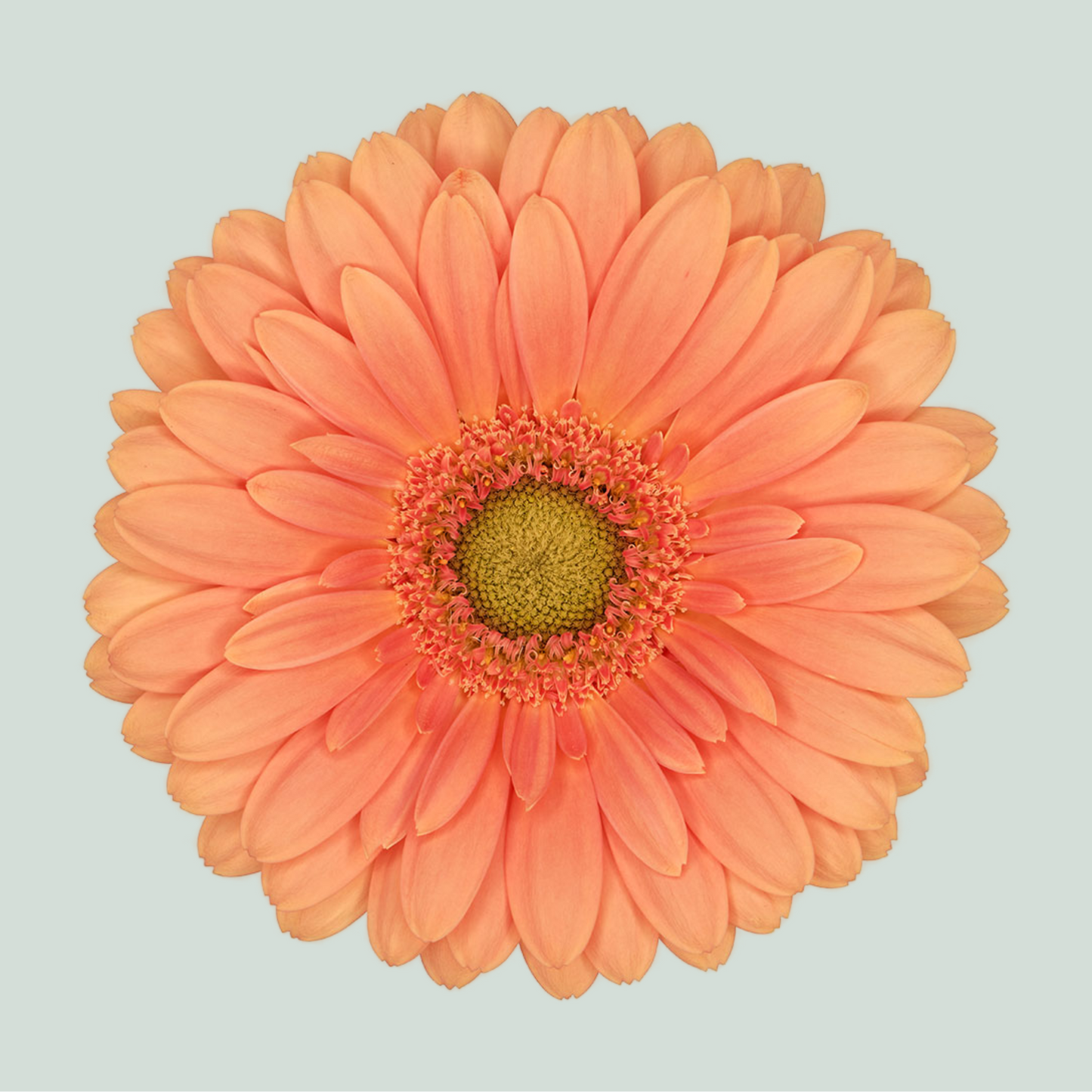 Germini Cava (20 Stems)