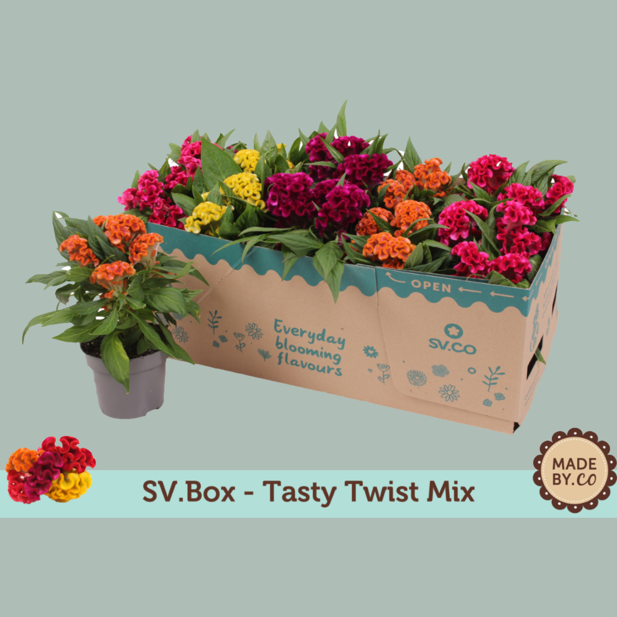 PL Celosia Twisted mix - (10 Plants)