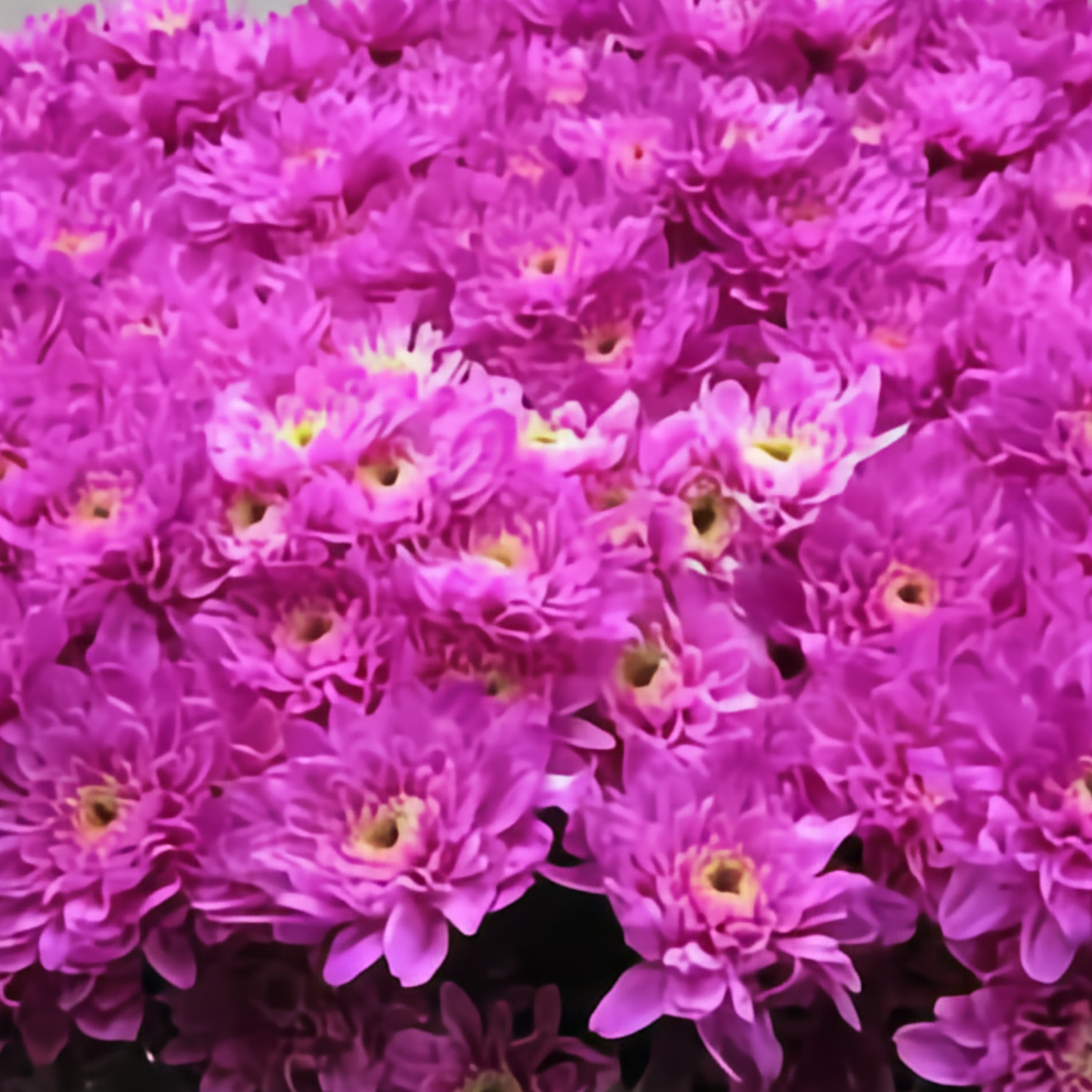 Chrysanthemum Euro Dyed Cerise