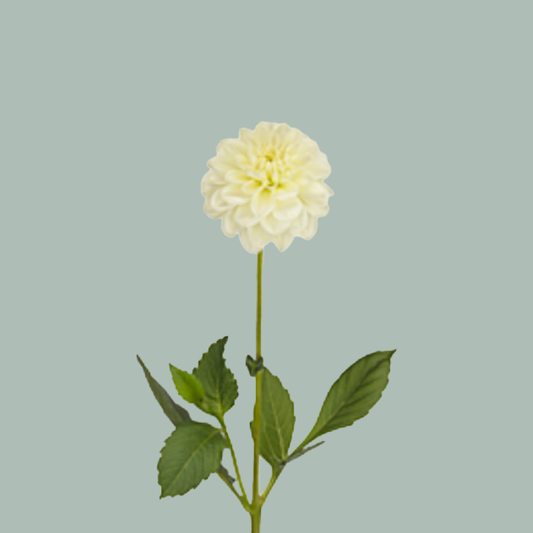 Dahlia Champagne (10 Stems)