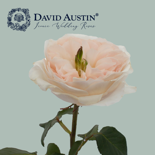 David Austin Charity Rose (24 Stems)