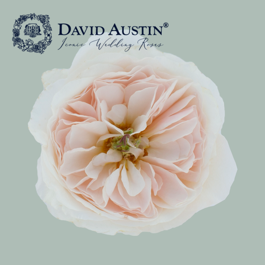 David Austin Charity Rose (24 Stems)
