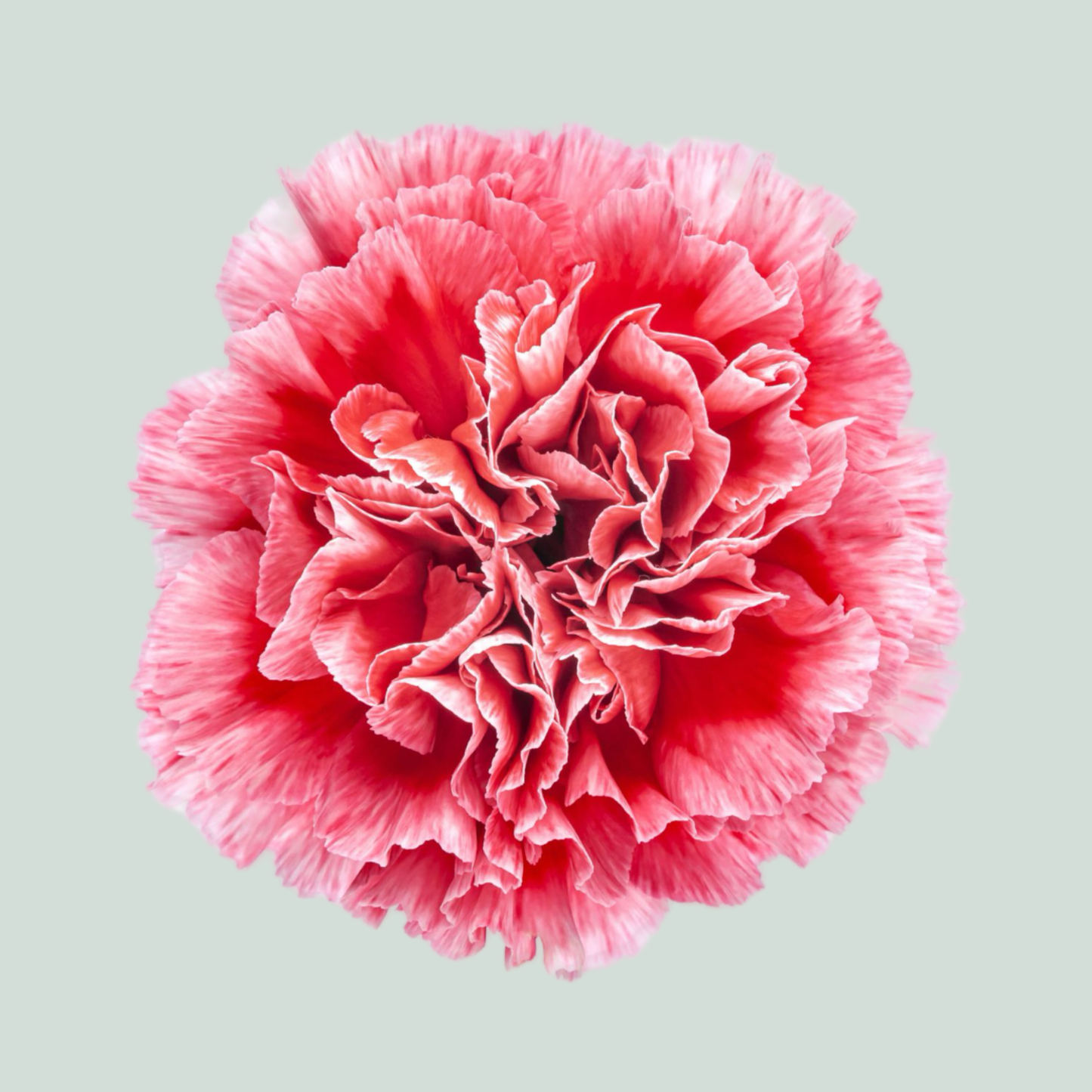 Carnation Standard Cheerio (20 Stems)