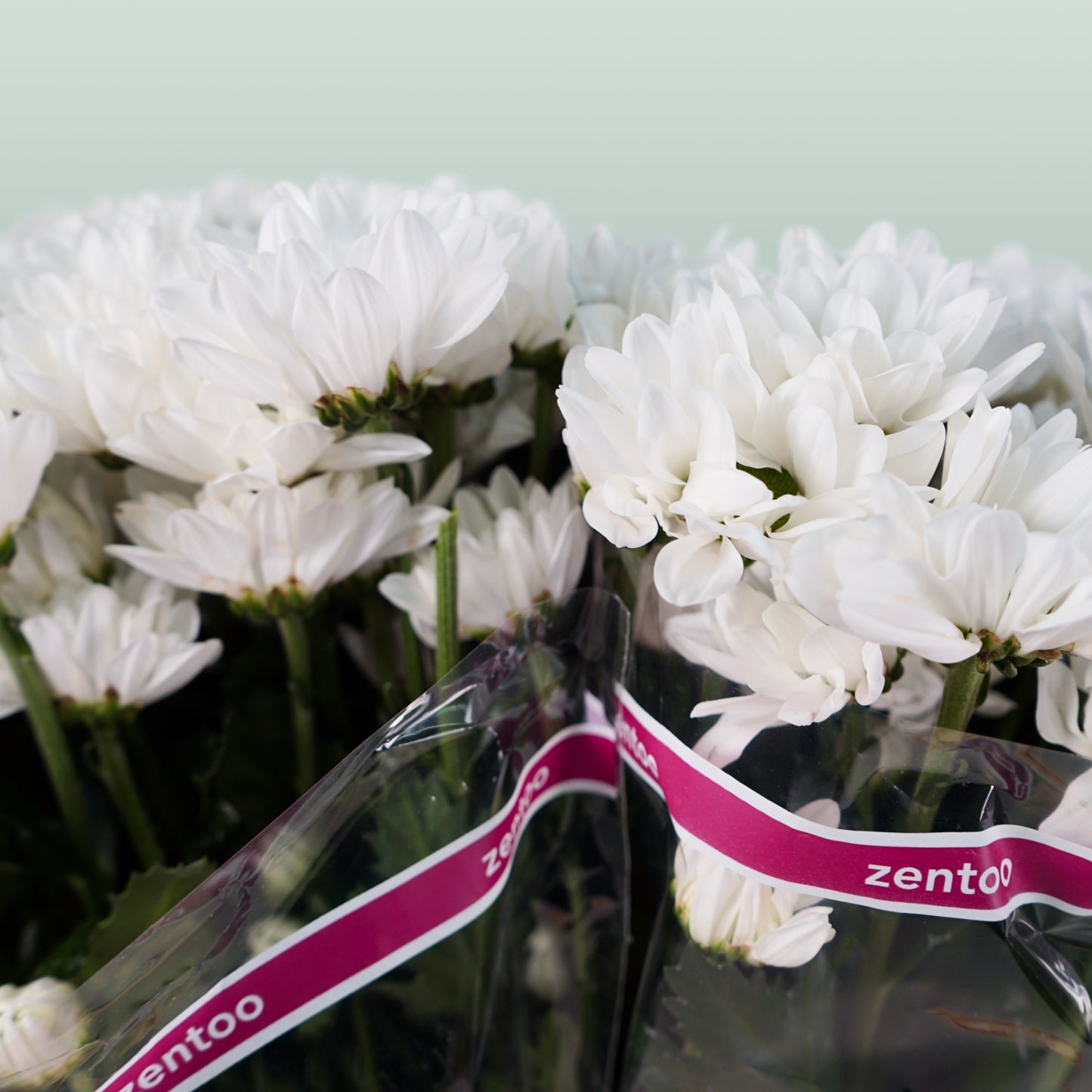 Chrysanthemum Spray Chic White (20 Stems)