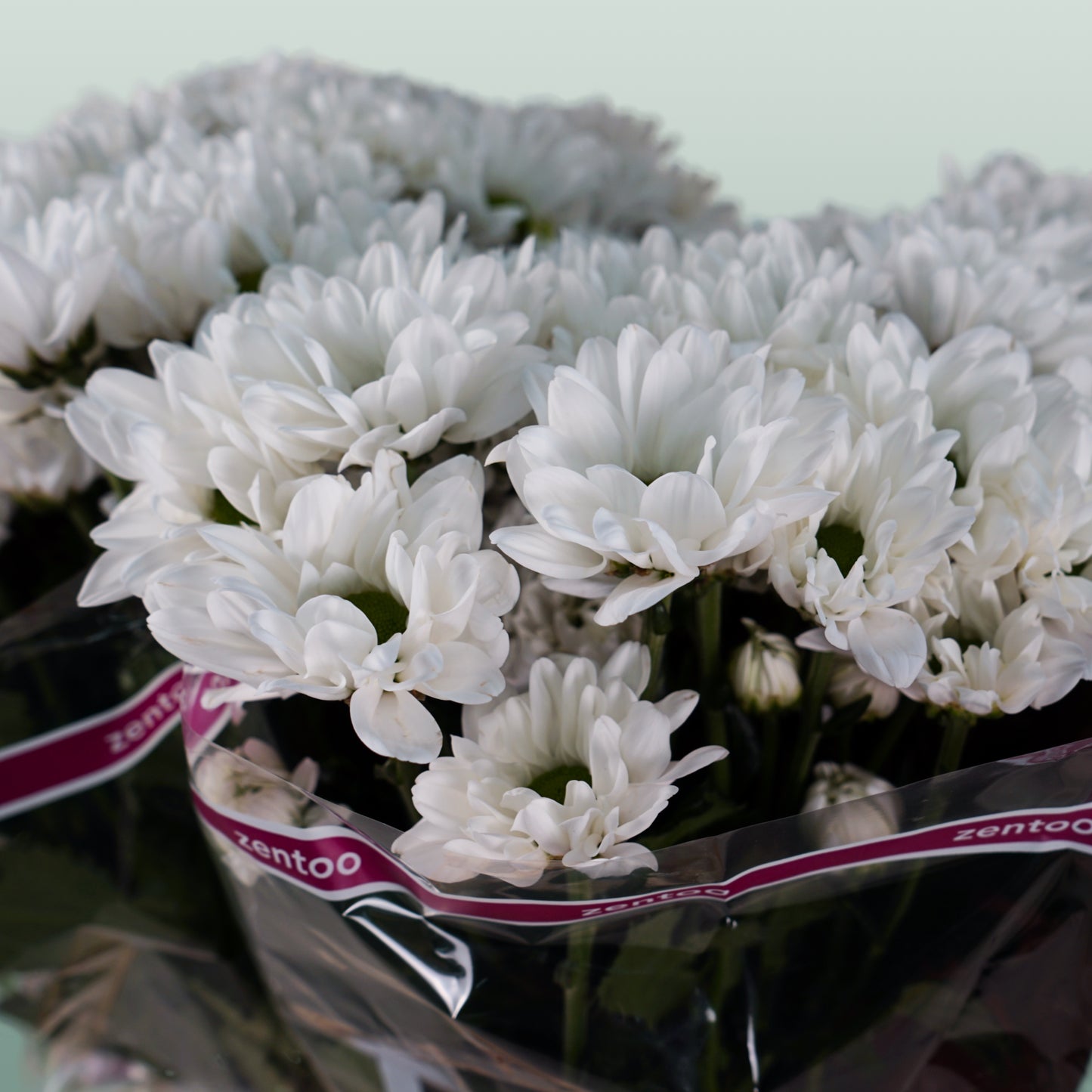 Chrysanthemum Spray Chic White (20 Stems)