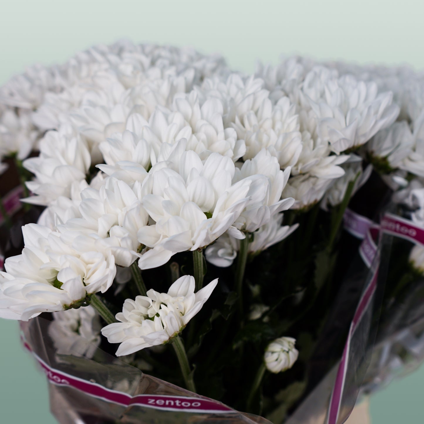 Chrysanthemum Spray Chic White (20 Stems)