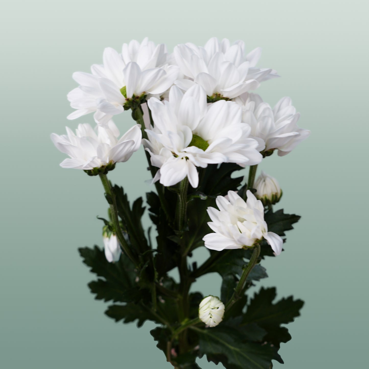 Chrysanthemum Spray Chic White (20 Stems)