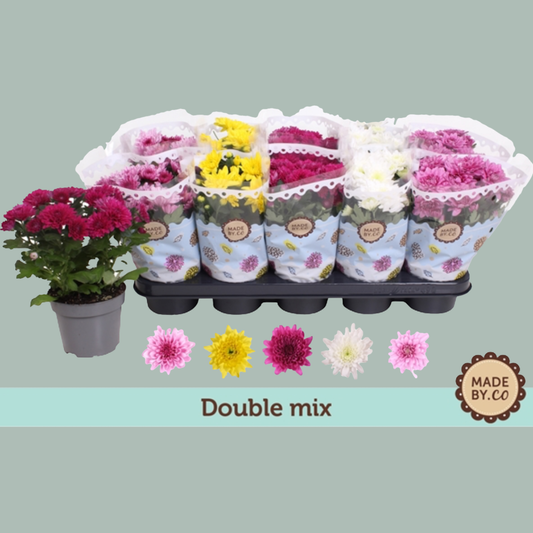 PL Chrysanthemum Double mix - (10 Plants)