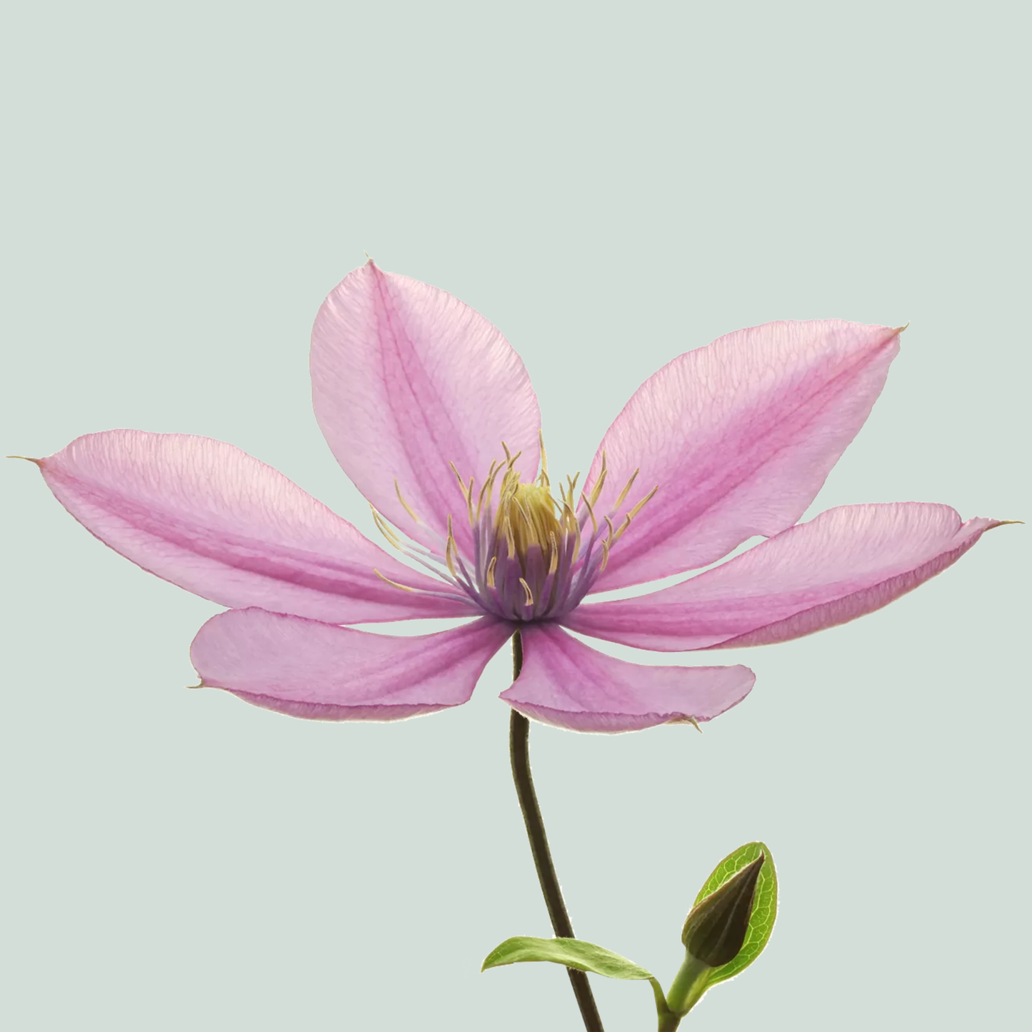 Clematis Amazing Tokyo (10 Stems)