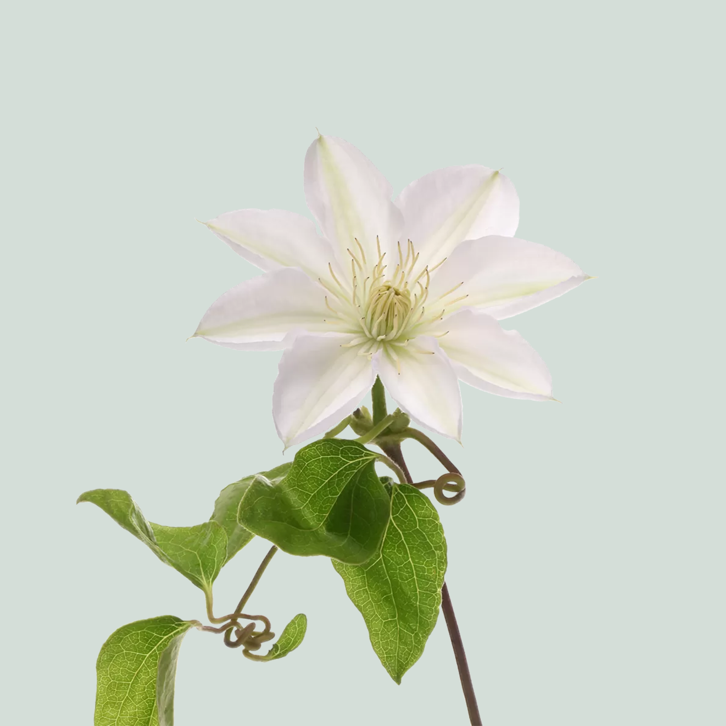 Clematis Amazing Vienna (10 Stems)