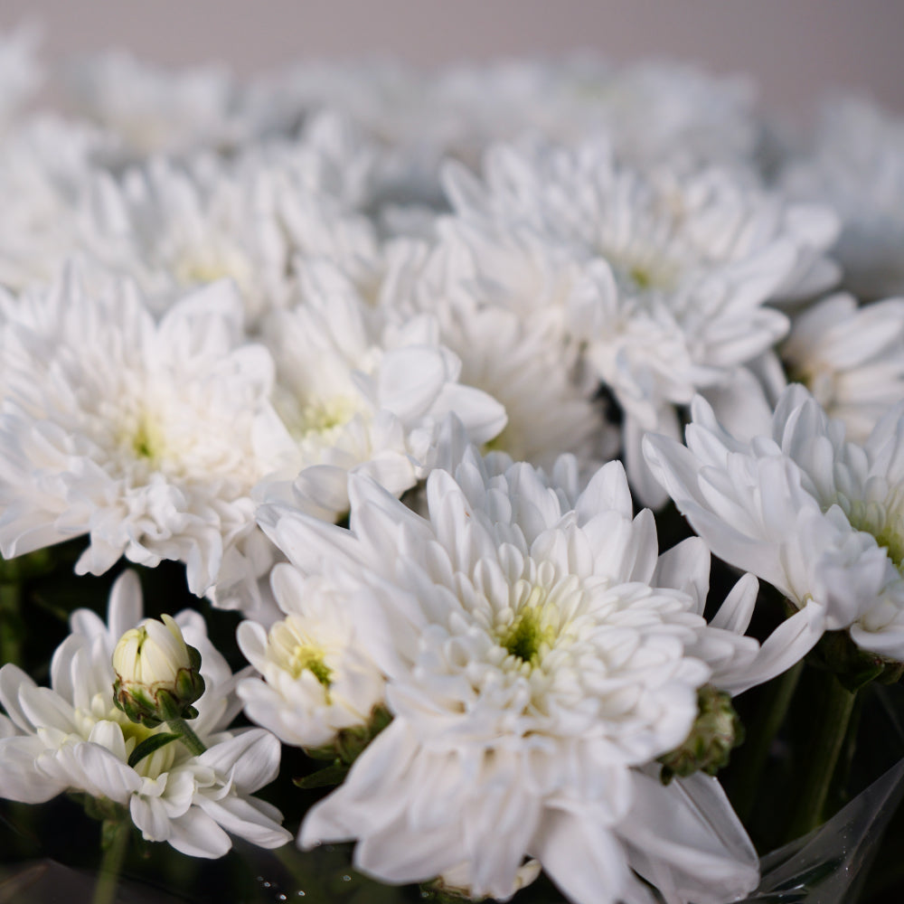 Chrysanthemum Spray Bonita White (20 Stems)