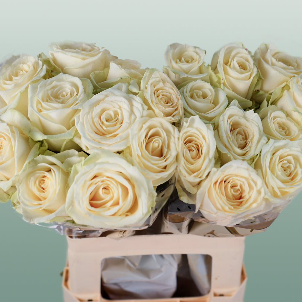 Rose Avalanche White 40-80cm (20 Stems)