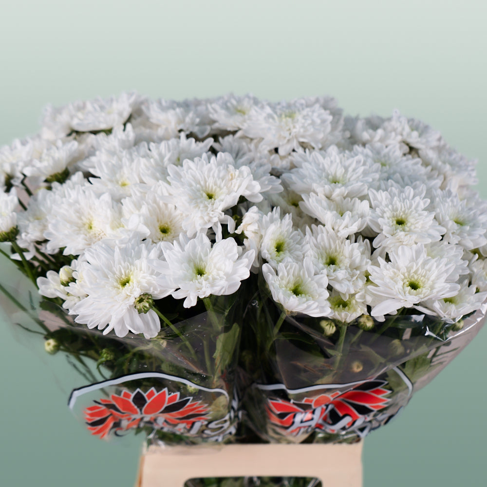 Chrysanthemum Spray Bonita White (20 Stems)