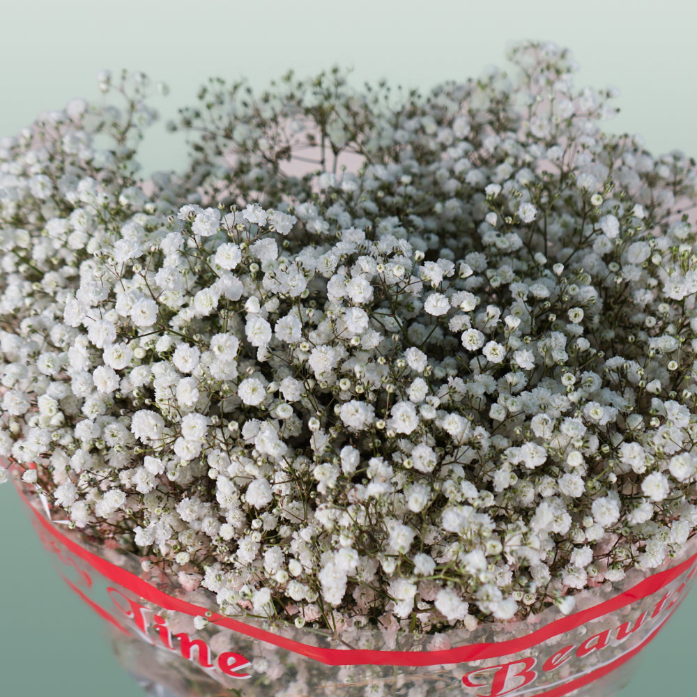 Gypsophila Excellence (25 Stems)