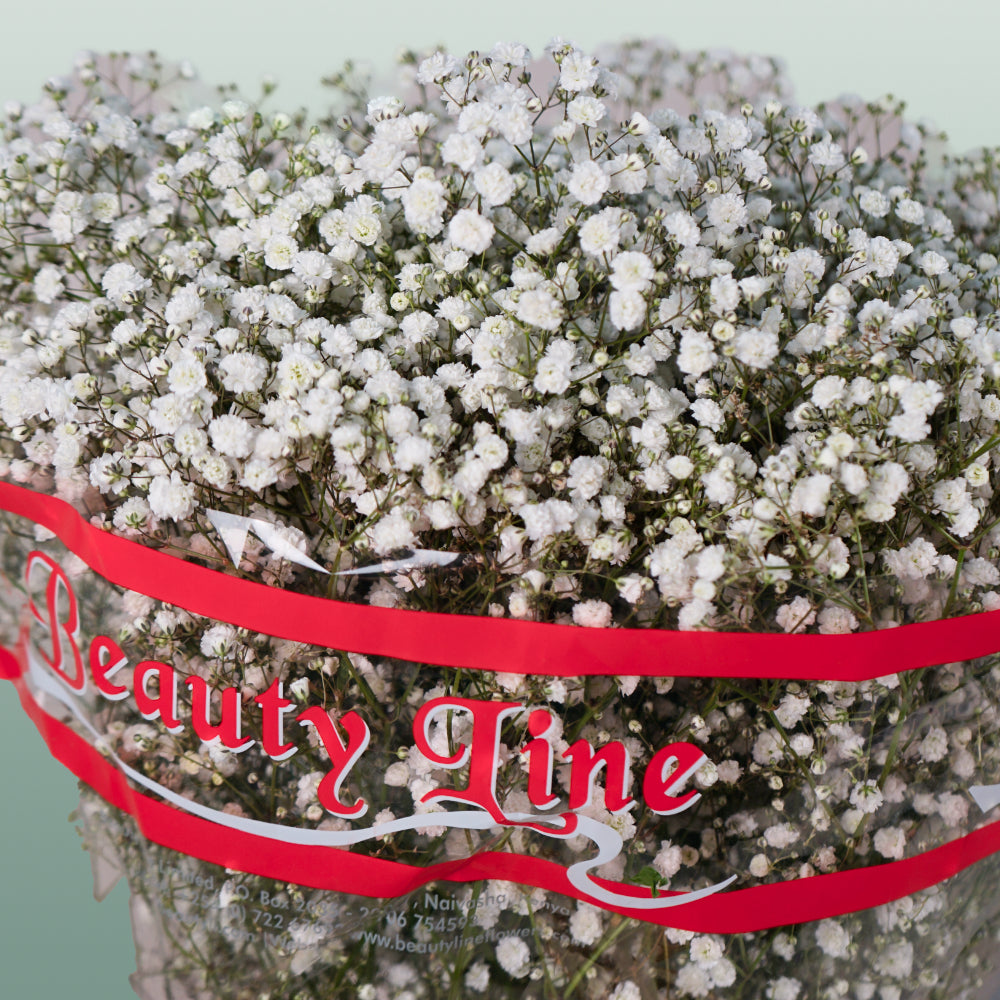 Gypsophila Excellence (25 Stems)