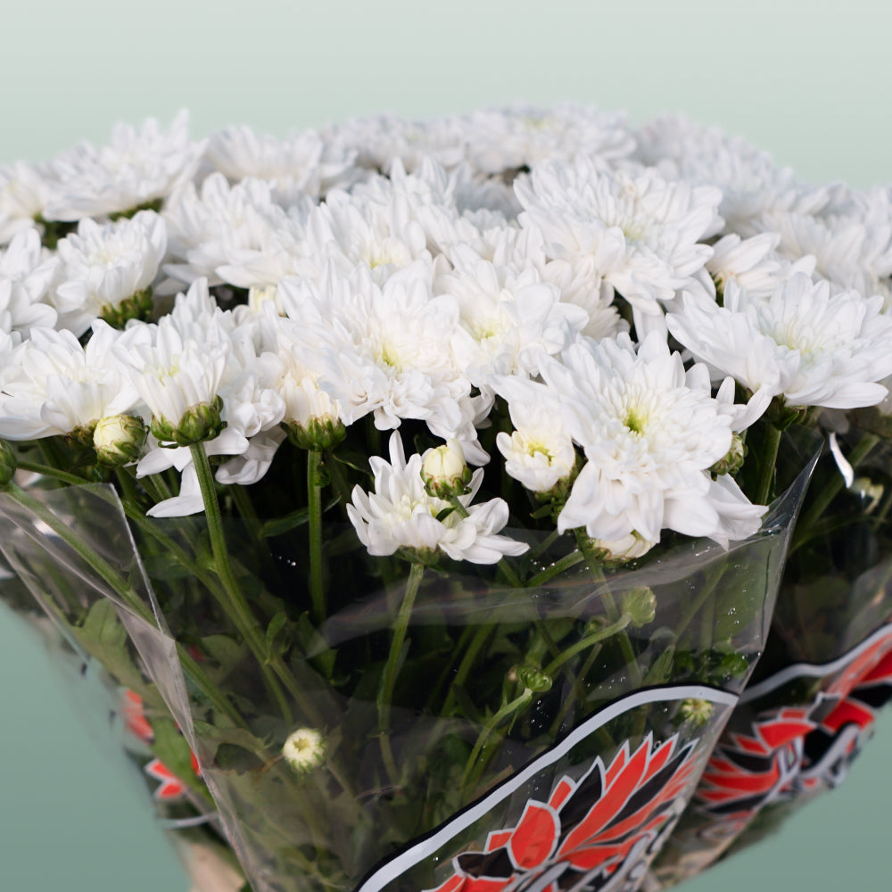 Chrysanthemum Spray Bonita White (20 Stems)