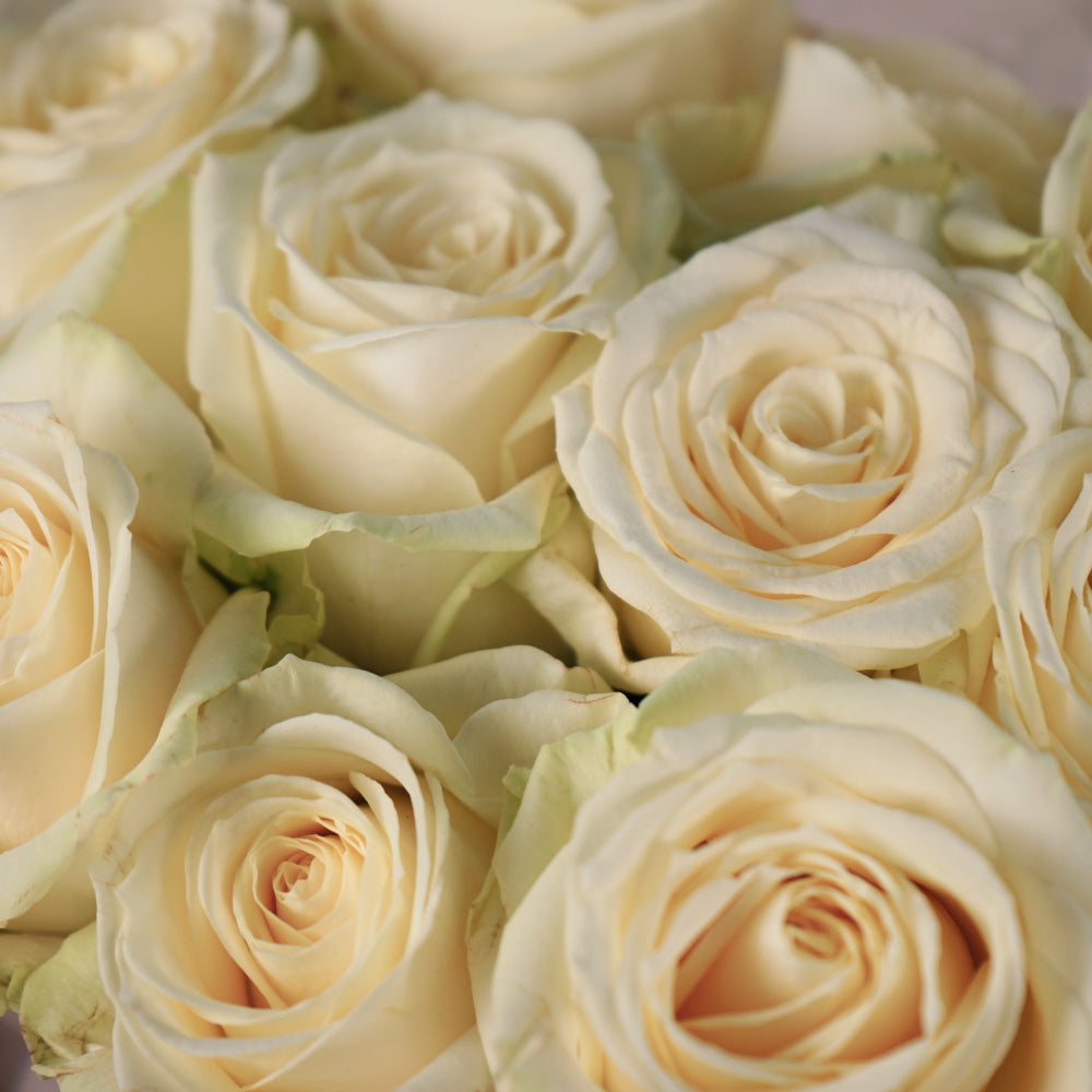 Rose Avalanche White 40-80cm (20 Stems)