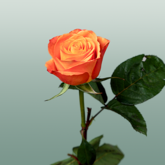 Rose Confidential (20 Stems)