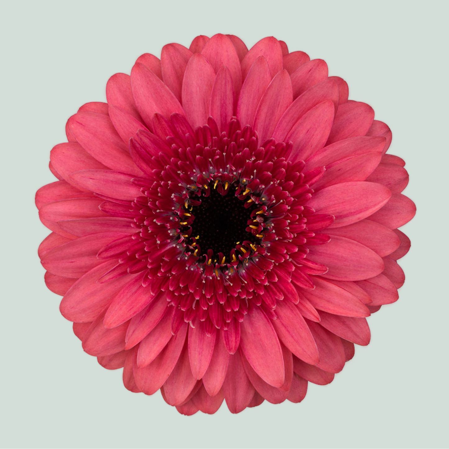 Germini Corallo (20 Stems)