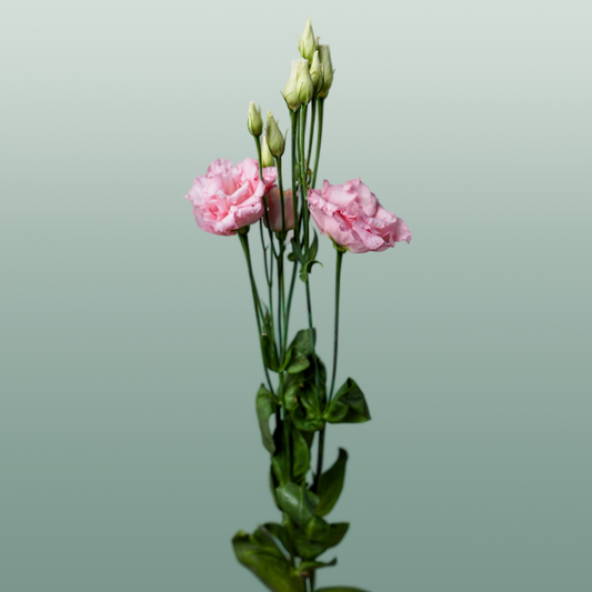 Eustoma Cotton Candy