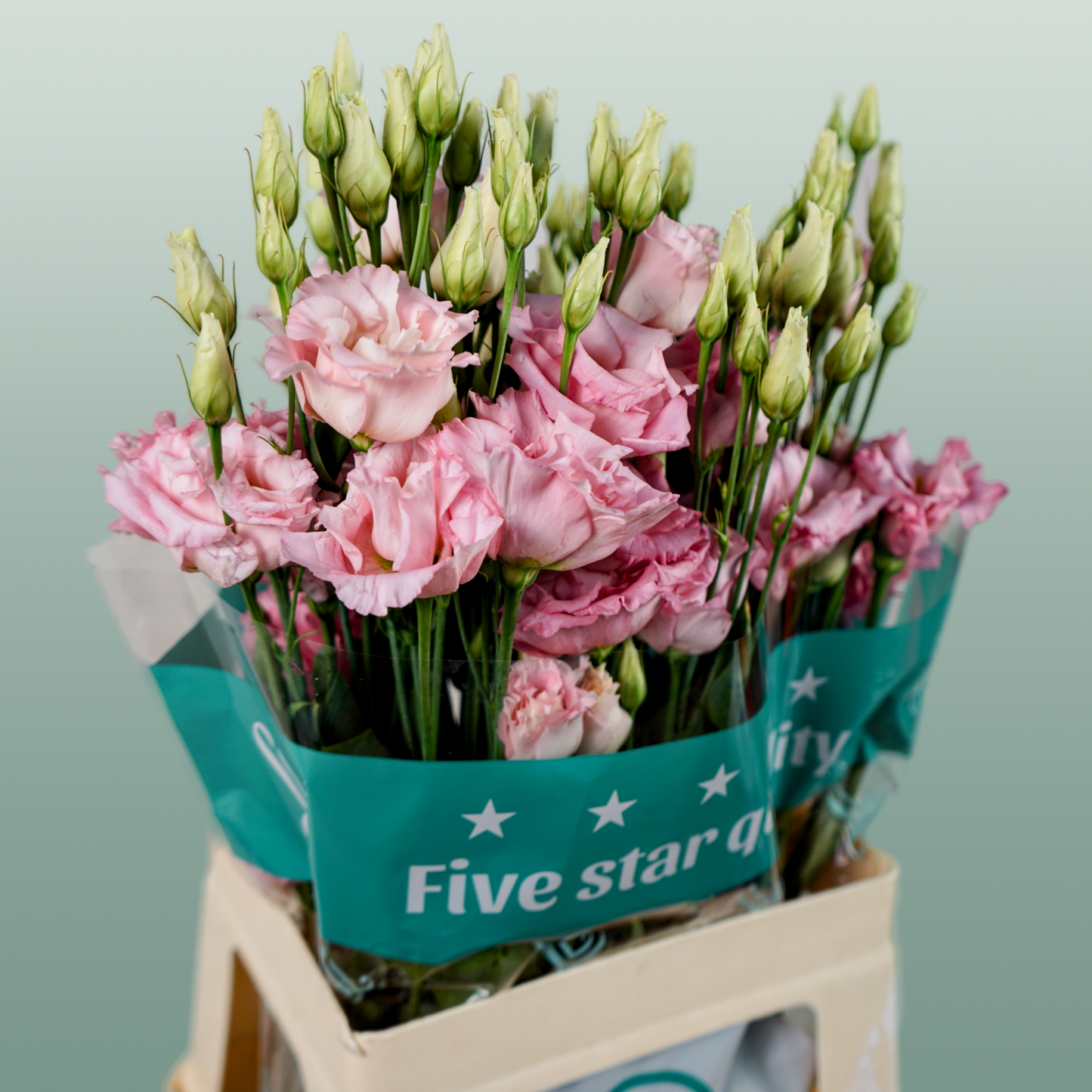 Eustoma Cotton Candy