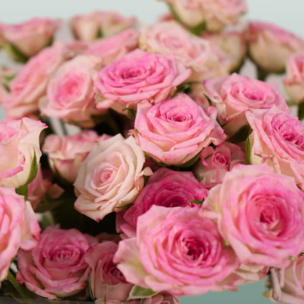 Spray Rose Creamy Twister (10 Stems)