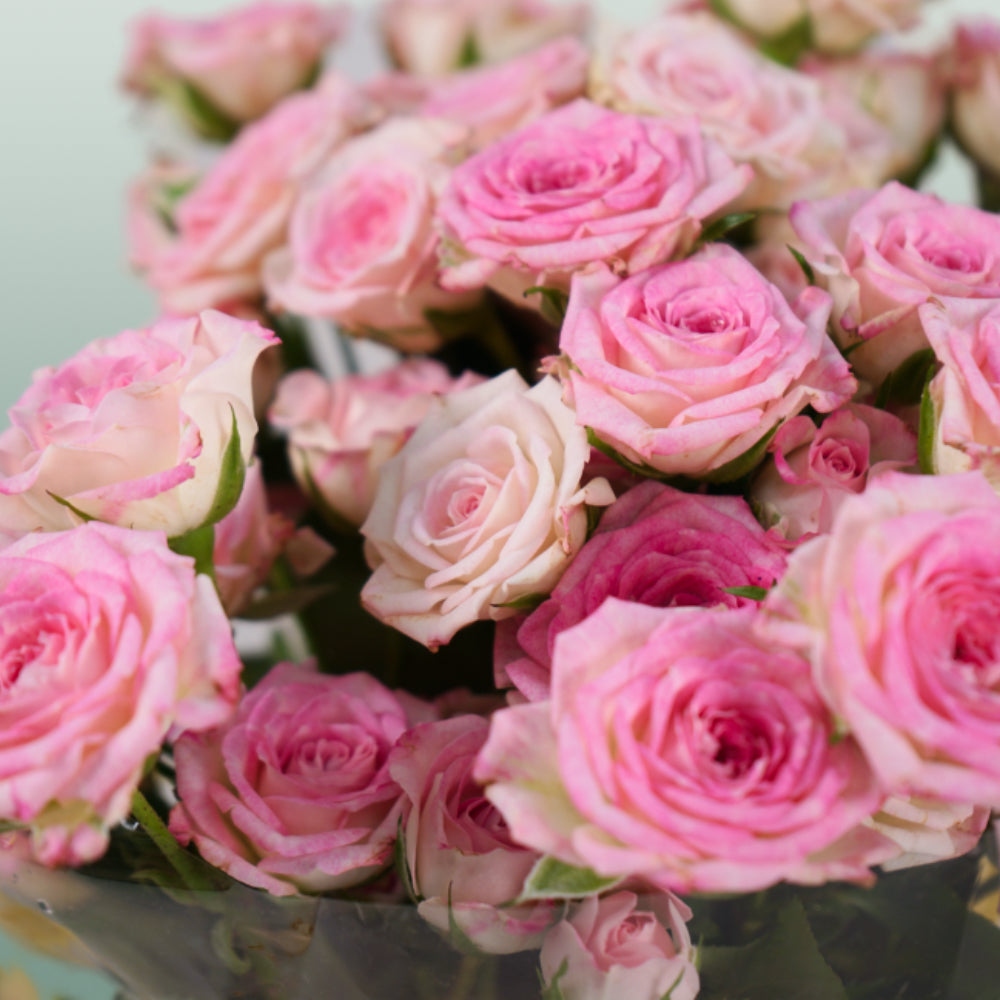 Spray Rose Creamy Twister (10 Stems)