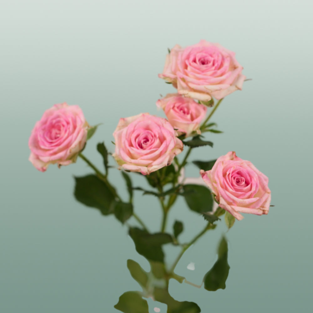 Spray Rose Creamy Twister (10 Stems)