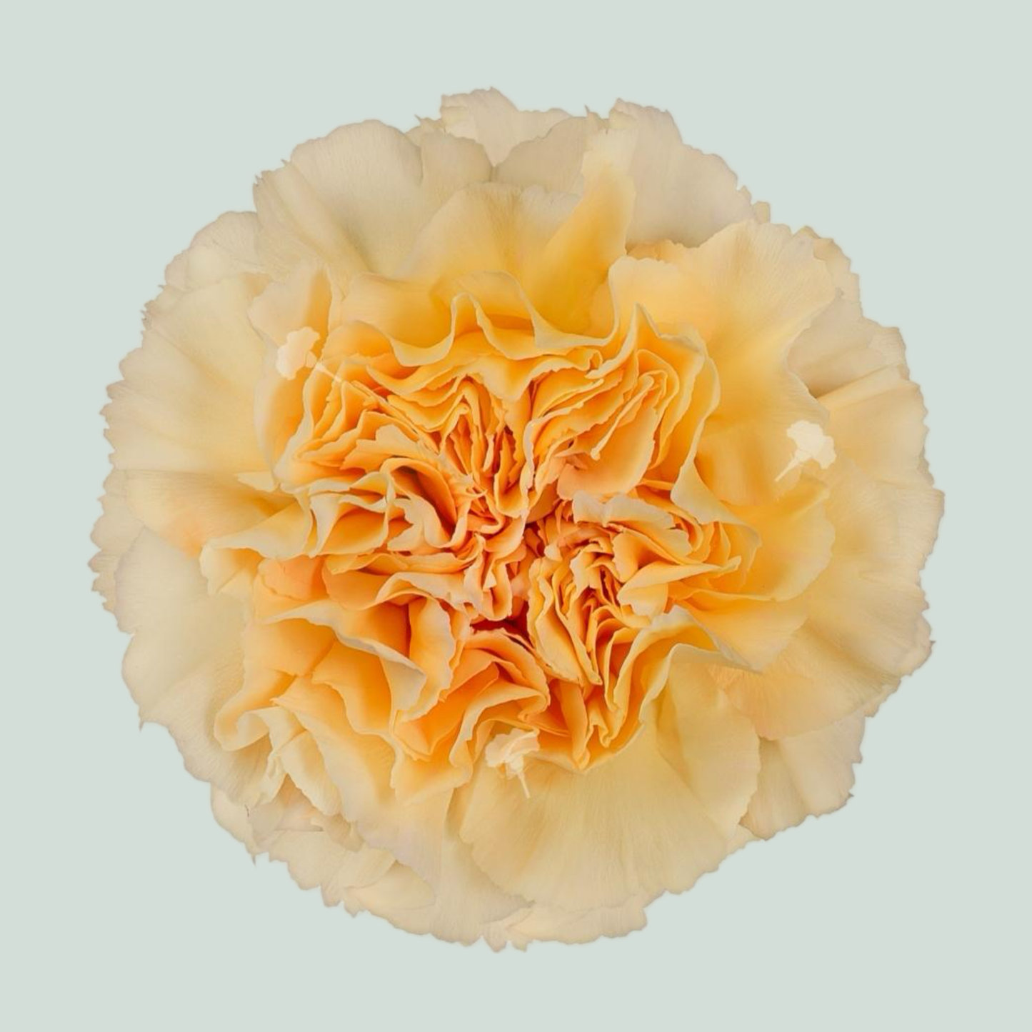 Carnation Standard Crimea (20 Stems)