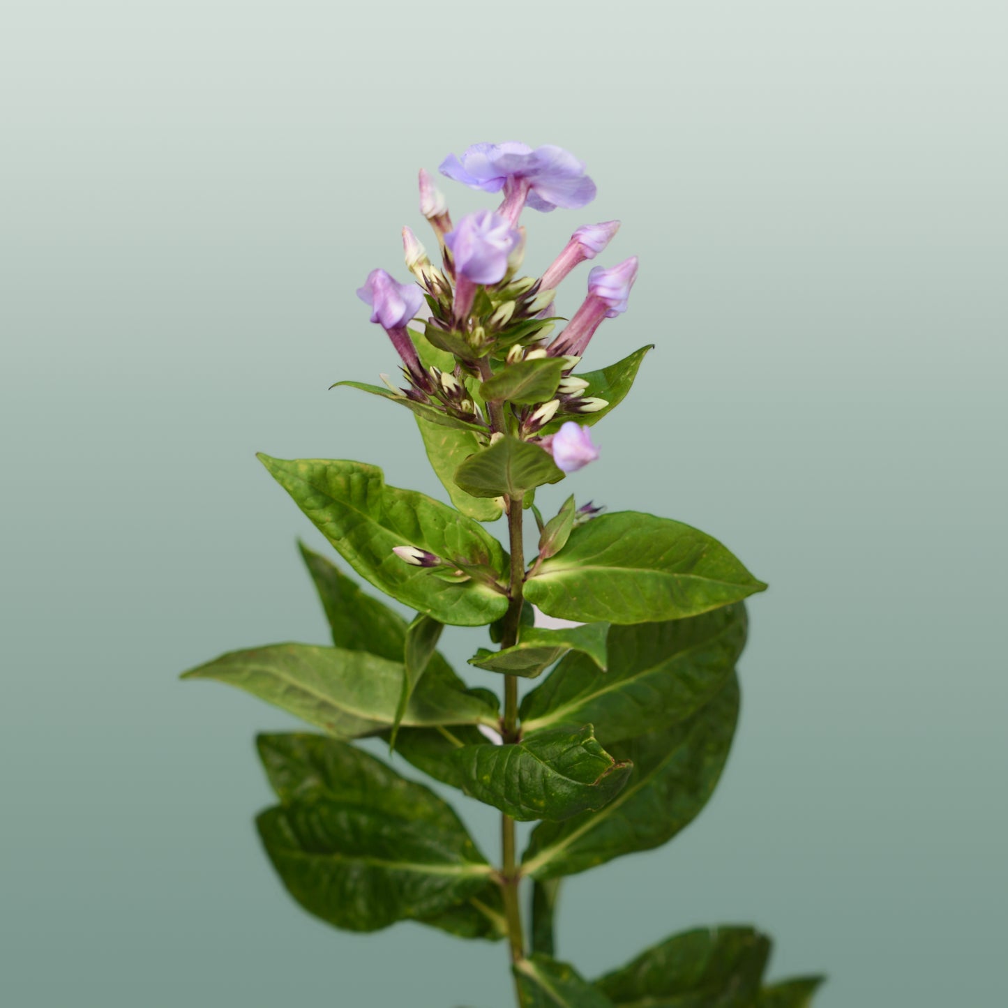 Phlox Crissy (20 Stems)