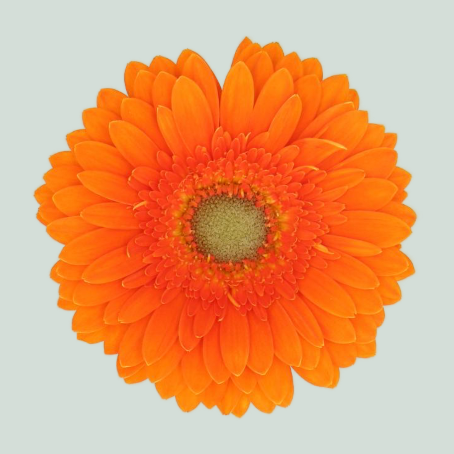 Germini Cuby (20 Stems)