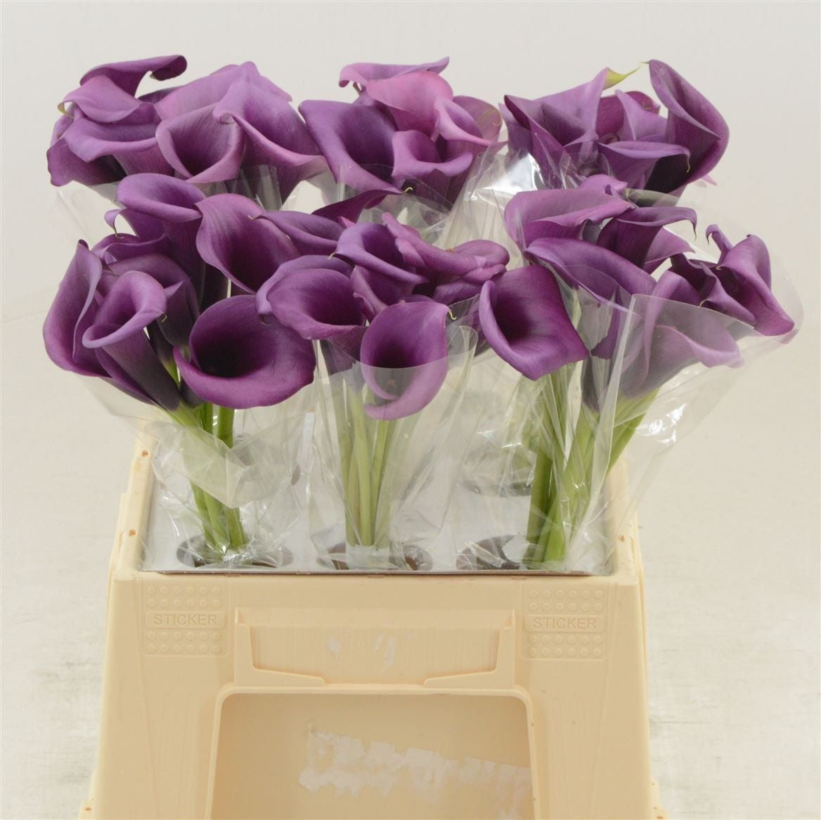 FeedSync:wholesale:f4700dd64c13461690e24d42111146b8841e90a5
