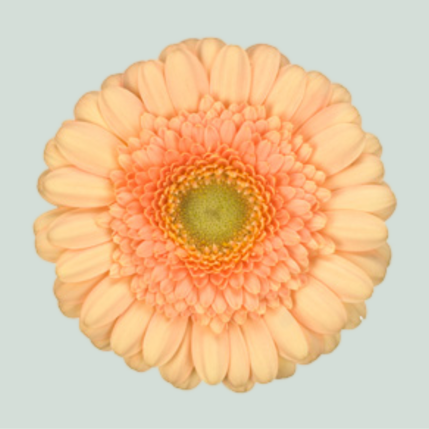 Germini Dalida (20 Stems)