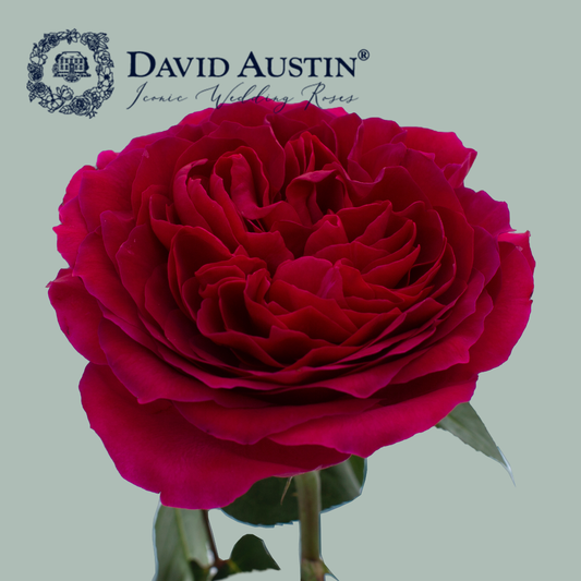 David Austin Darcey Rose (24 Stems)