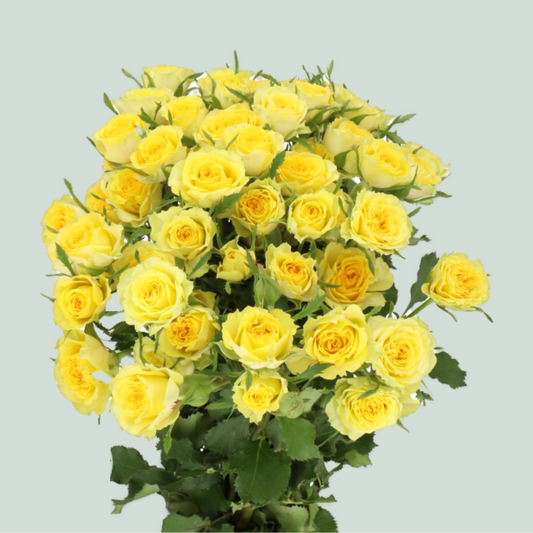 Spray Rose Daylight (10 Stems)