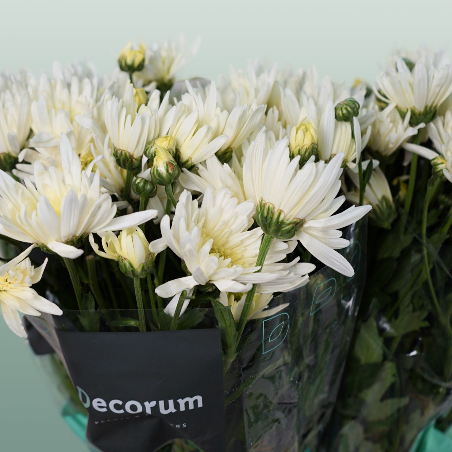 Chrysanthemum Spray Delianne White (20 Stems)