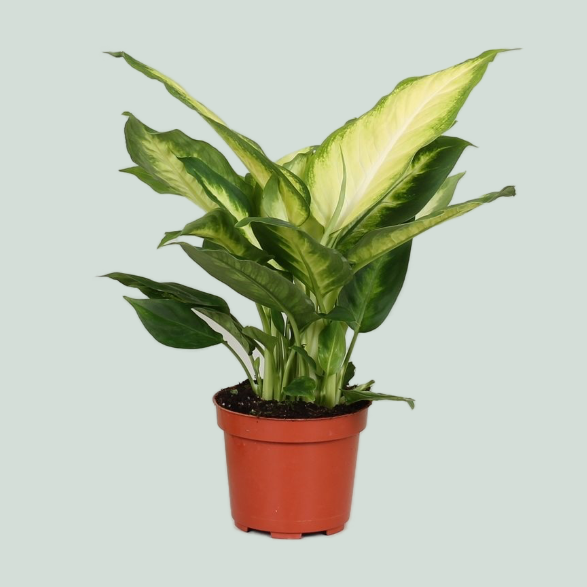 dieffenbachia bertina Dieffenbachia Bertina