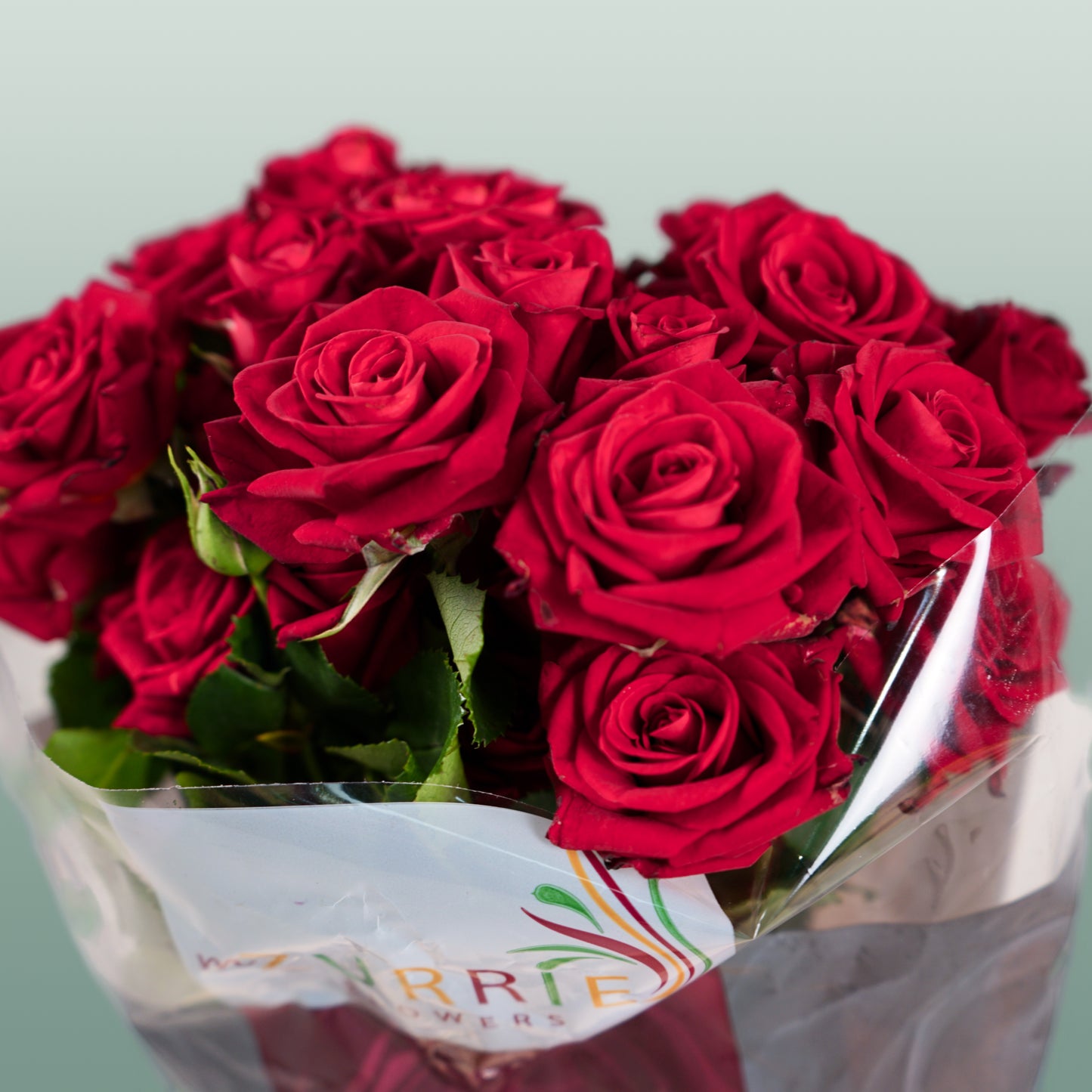 Spray Rose Dominica (10 Stems)