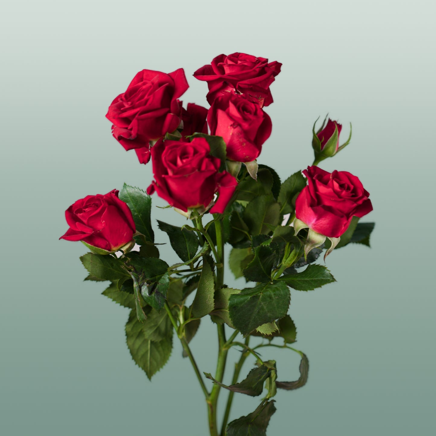 Spray Rose Dominica (10 Stems)